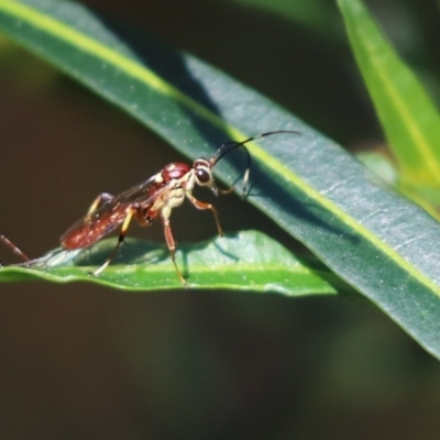 Ichneumonidae (family) (Unidentified ichneumon wasp) at Cook, ACT - 17 Sep 2021 by Tammy