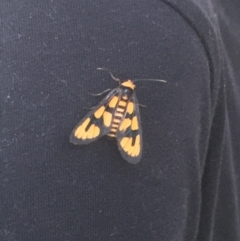 Amata nr aperta (Pale Spotted Tiger Moth) at Pearce, ACT - 15 Jan 2022 by LOz