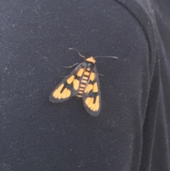 Amata nr aperta (Pale Spotted Tiger Moth) at Pearce, ACT - 16 Jan 2022 by LOz