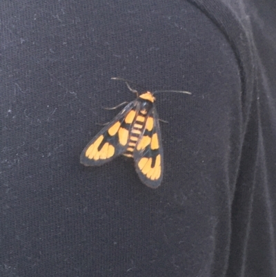 Amata nr aperta (Pale Spotted Tiger Moth) at Pearce, ACT - 15 Jan 2022 by LOz