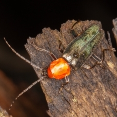 Chauliognathus tricolor (Tricolor soldier beetle) at Cotter River, ACT - 15 Jan 2022 by rawshorty