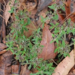 Pomax umbellata (A Pomax) at Pambula Beach, NSW - 2 Jan 2022 by KylieWaldon