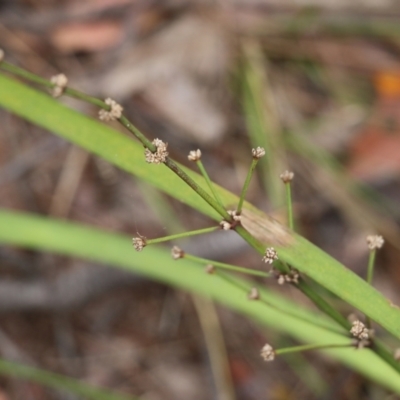 Lomandra multiflora (Many-flowered Matrush) at Pambula Beach, NSW - 3 Jan 2022 by KylieWaldon