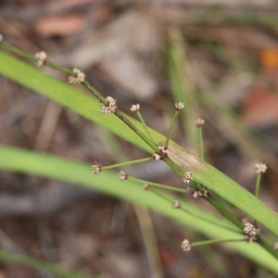 Lomandra multiflora (Many-flowered Matrush) at Pambula Beach, NSW - 2 Jan 2022 by KylieWaldon