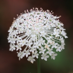 Trachymene composita var. composita at Pambula Beach, NSW - 3 Jan 2022 by KylieWaldon