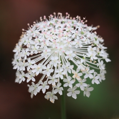 Trachymene composita var. composita at Pambula Beach, NSW - 2 Jan 2022 by KylieWaldon