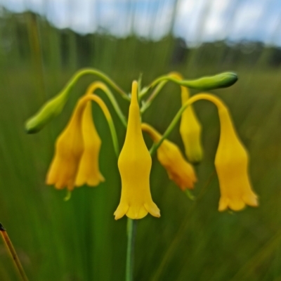 Blandfordia nobilis (Christmas Bells) at Yerriyong, NSW - 15 Jan 2022 by RobG1