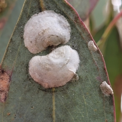 Lasiopsylla sp. (genus) (Psyllid or Lerp insect) at Red Hill, ACT - 15 Jan 2022 by trevorpreston