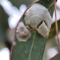 Lasiopsylla sp. (genus) at Red Hill, ACT - 16 Jan 2022 09:51 AM