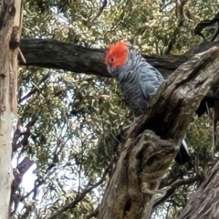 Callocephalon fimbriatum (Gang-gang Cockatoo) at Red Hill, ACT - 15 Jan 2022 by tpreston