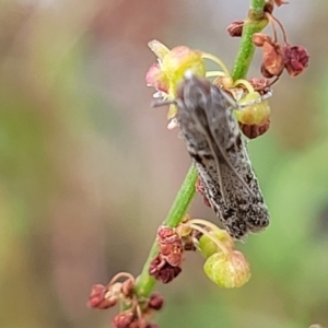 Homoeosoma vagella at Garran, ACT - 16 Jan 2022