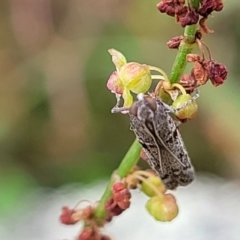 Homoeosoma vagella at Garran, ACT - 16 Jan 2022