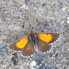 Lucia limbaria (Chequered Copper) at Garran, ACT - 15 Jan 2022 by tpreston