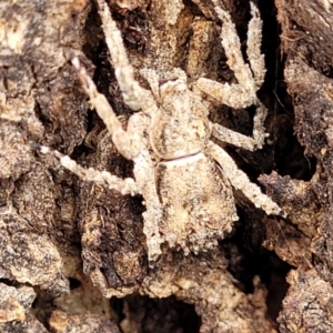 Stephanopis sp. (genus) at Garran, ACT - 16 Jan 2022