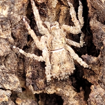 Stephanopis sp. (genus) (Knobbly crab spider) at Garran, ACT - 15 Jan 2022 by tpreston