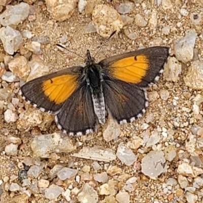 Lucia limbaria (Chequered Copper) at Red Hill, ACT - 15 Jan 2022 by tpreston