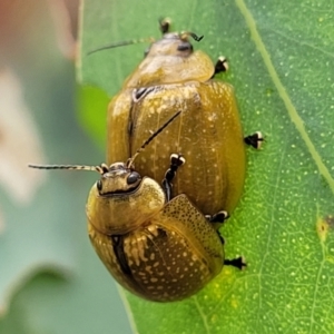 Paropsisterna cloelia at Red Hill, ACT - 16 Jan 2022 10:32 AM