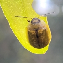 Paropsisterna cloelia at Red Hill, ACT - 16 Jan 2022 10:32 AM