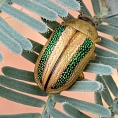 Calomela vittata (Acacia leaf beetle) at Red Hill, ACT - 16 Jan 2022 by trevorpreston