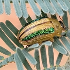 Calomela vittata at Red Hill, ACT - 16 Jan 2022 10:33 AM