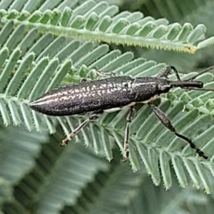 Rhinotia sp. in brunnea-group at Red Hill, ACT - 16 Jan 2022