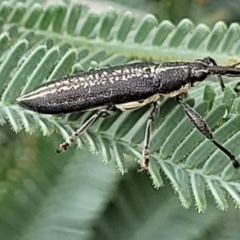 Rhinotia sp. in brunnea-group at Red Hill, ACT - 16 Jan 2022