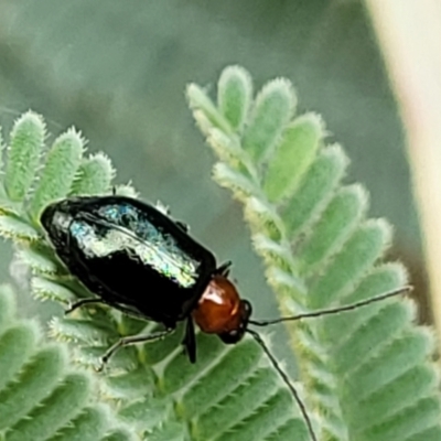 Adoxia benallae (Leaf beetle) at Red Hill, ACT - 16 Jan 2022 by trevorpreston