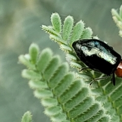 Adoxia benallae at Red Hill, ACT - 16 Jan 2022