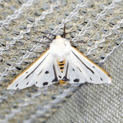 Paramsacta marginata (Donovan's Tiger Moth) at O'Connor, ACT - 15 Jan 2022 by ibaird