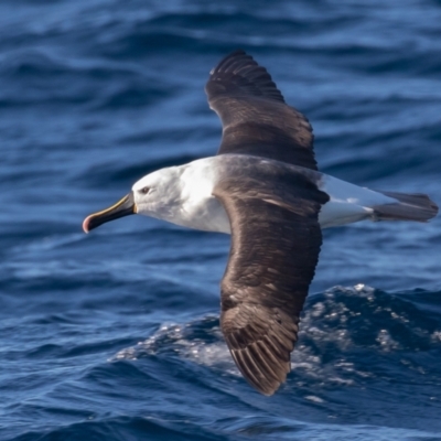 Thalassarche carteri (Indian Yellow-nosed Albatross) at Undefined - 18 Jul 2019 by rawshorty
