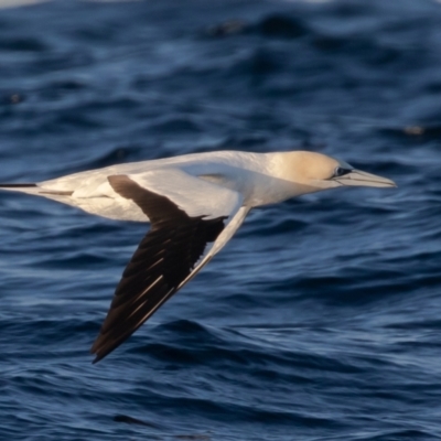 Morus serrator (Australasian Gannet) at Undefined - 18 Jul 2019 by rawshorty