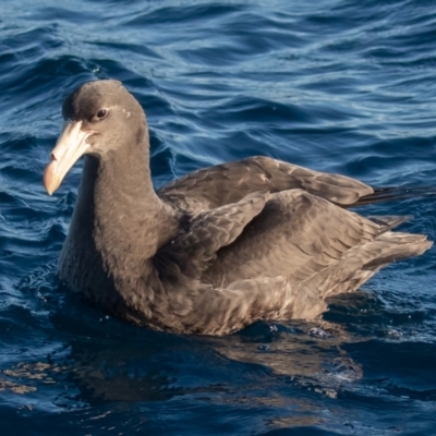 Macronectes halli (Northern Giant-Petrel) at Undefined - 19 Jul 2019 by rawshorty