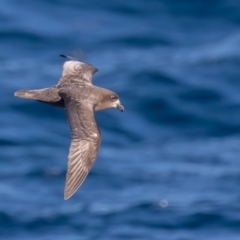 Pterodroma solandri (Providence Petrel) at Undefined - 18 Jul 2019 by rawshorty