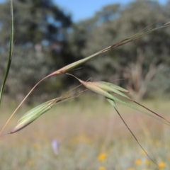 Themeda triandra (Kangaroo Grass) at Tennent, ACT - 9 Nov 2021 by MichaelBedingfield
