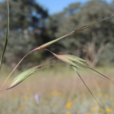 Themeda triandra (Kangaroo Grass) at Tennent, ACT - 9 Nov 2021 by MichaelBedingfield