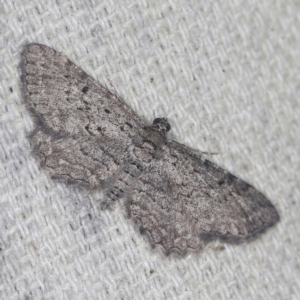 Psilosticha pristis at O'Connor, ACT - 15 Jan 2022