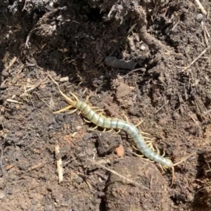 Cormocephalus aurantiipes at Nanima, NSW - 16 Jan 2022