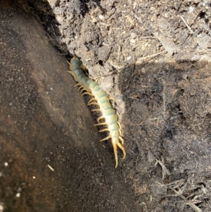 Cormocephalus aurantiipes at Nanima, NSW - 16 Jan 2022