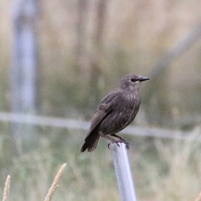 Sturnus vulgaris (Common Starling) at Googong Reservoir - 14 Jan 2022 by Milobear