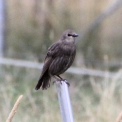 Sturnus vulgaris at Yarrow, NSW - 15 Jan 2022