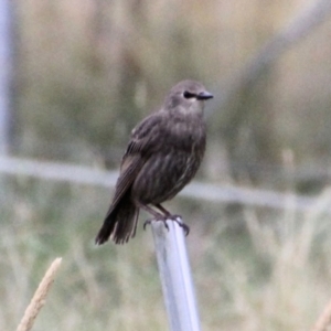 Sturnus vulgaris at Yarrow, NSW - 15 Jan 2022 07:45 AM