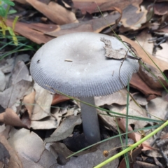 zz agaric (stem; gills white/cream) at Mogareeka, NSW - 14 Jan 2022 by KerryVance2