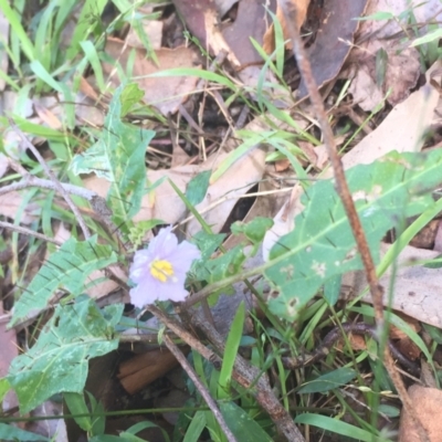 Solanum prinophyllum (Forest Nightshade) at Mogareeka, NSW - 14 Jan 2022 by KerryVance