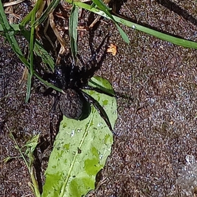 Badumna insignis (Black House Spider) at Amaroo, ACT - 16 Jan 2022 by RichForshaw