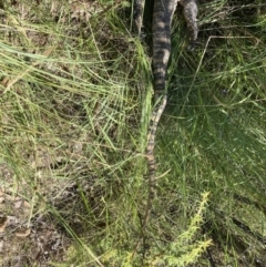 Varanus rosenbergi (Heath or Rosenberg's Monitor) at Paddys River, ACT - 16 Jan 2022 by MattM