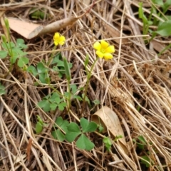 Oxalis perennans (Grassland Wood Sorrel) at Molonglo Valley, ACT - 15 Jan 2022 by sangio7