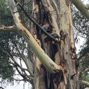 Callocephalon fimbriatum at Hughes, ACT - suppressed