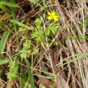 Oxalis sp. at Hawker, ACT - 16 Jan 2022