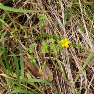 Oxalis sp. at Hawker, ACT - 16 Jan 2022