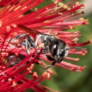 Megachile ferox at Macgregor, ACT - 16 Jan 2022 02:53 PM